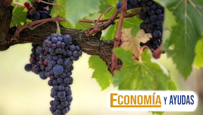 Curso de manejo de viñedo